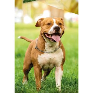 Dětské povlečení AMERICKÝ STAFORD, fototisk, zelené, bavlna hladká, 140x200cm + 70x90cm 